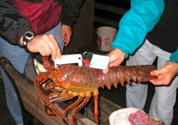 Lobster_Oceanside_2005_1.15_1.jpg