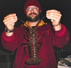 Lobster_Goleta_2004_Domphaben.jpg