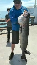 White Seabass.1_Newport_2022.5_pn live mackerel.jpeg