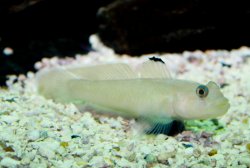 Blackeye.Goby_Rhinogobiops_nicholsii.jpg