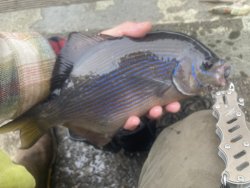 IMG_6352.JPEG