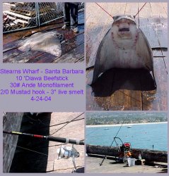 Bat.Ray_Stearns_2004_4.24_2.jpg