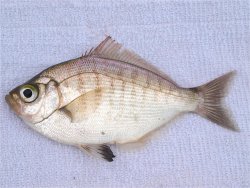 Walleye.Surfperch_San.Simeon.Pier_X.jpg