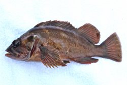 Brown.Rockfish_Citizens Dock_2016.9_X.jpg