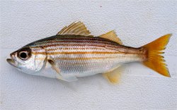 Salema_OBP_2015.jpg