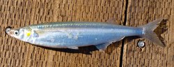 Cayucos_2015.10_75_Jacksmelt.jpg
