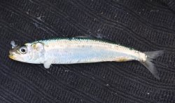 Sardine_HBPier_2020.7.jpg