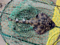 7a. Banded Guitarfish_Goleta_Boyd_2003.4.19.JPG