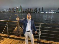 Banded Guitarfish_1_Ferry Landing Pier_2026_Chris Ng.jpg