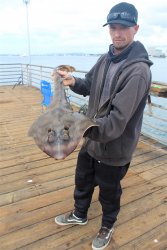 Banded Guitarfish.4_Ferry Landing_2021.10.8.jpg