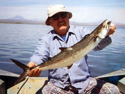 Monterey Spanish Mackerel.jpg