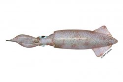 640x427-Squid-California-Market-NOAAFisheries copy.jpg
