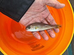Baby whitefish_Balboa_2022.3_Evan copy.jpg