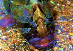 Monkeyface Eel Pic.jpg