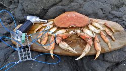 Crab Snare.jpg