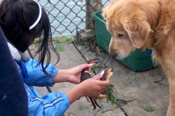 Crab.Dog_Lawsons.Landing_2007_10.JPG