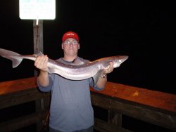 Dogfish_Balboa.P_2003.jpg