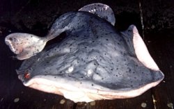 Electric.Ray_Ventura_2002.1.jpg