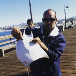 Pygmy Devil Ray_Imperial Beach Pier_Jose P.jpeg
