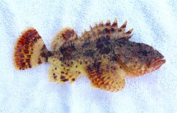 Scorpionfish_OBP_2019.6.1.jpg