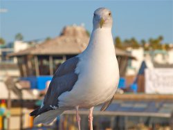 Redondo_2013_Bird5.JPG