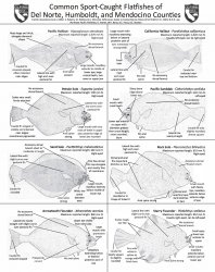 FlatFishHandout021517 copy.jpg