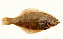Sand Sole_Trinidad_2014_1.JPG
