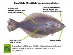 Psettichthys_melanostictus.jpg