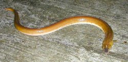 Yellow.Snake.Eel_Balboa_2002_1.3_Fishy.jpg