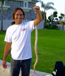 Yellow.Snake.Eel_Huntington.Harbor_2006_Jimbojack.jpg