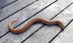Yellow.Snake.Eel_Oceanside.H.P_2010_2.jpg
