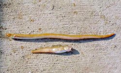Yellow Snake Eel_Cusk Eel_Newport_2003_1 copy.jpg