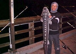 White Sturgeon_Oyster.P_2003.4.6_Stan.jpg