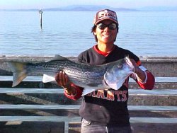 Striped.Bass_Pt.Pinole_2003_Stan_1.jpg