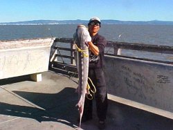 White Sturgeon_Brisbane.Pier_Stan_2003.jpg