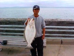 Halibut_Pt.Pinole_2003_Stan.jpg