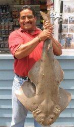 Angel.Shark_Oceanside.P_2012.7.jpg