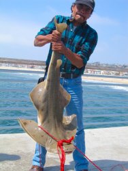 Angel.Shark_Hermosa_2007_6.2.jpg