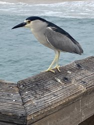 2022.5.17_Balboa.Pier.14_Night.Heron_X.JPEG