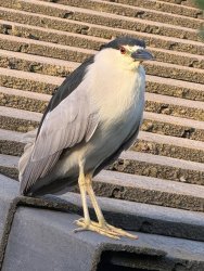 2025.5.27_Fresno_night heron.jpg