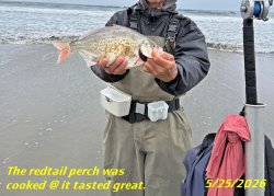 Redtail@Thornton1.jpg