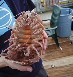 isopod_451.jpg