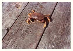 Kim_1976_5_Josephs_Pier_5b.JPG