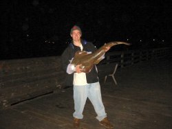 Shovelnose Guitarfish_Cayucos Pier_2007.3.jpg