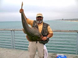 Shovelnose Guitarfish_Hermosa_2009_1.jpg
