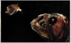 Monster.Fish.jpg