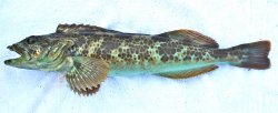 Lingcod_Citizens.Dock_2016.9.JPG
