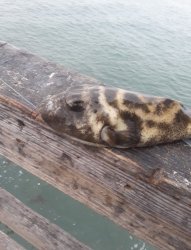 Bullseye Puffer_Seal Beach Pier_2023_Kevin Hurley.jpg