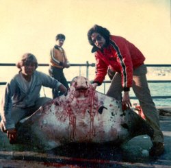 Bat_Ray_Mola-_Joe.jpg