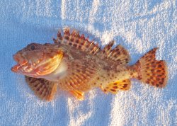 Scorpionfish_GPP_2013.1.jpg